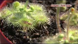 Carnivorous Plant Drosera Glanduligera Use Tentacles To Capture Insect [upl. by Naik]