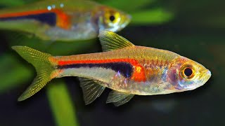 Top 10 Aquarium Fish For Beginners [upl. by Ellehcer]