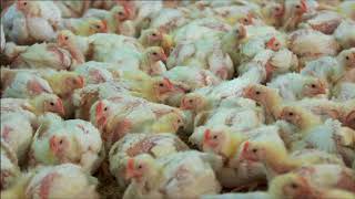 Chicken meat production BBC Countryfile [upl. by Mallina]