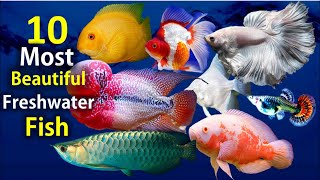 10 Most Beautiful Freshwater Fish for Aquarium [upl. by Gnort]