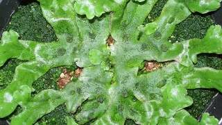 Growth of liverwort Marchantia polymorpha [upl. by Norda]