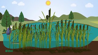 Importance of Cattails in Wetlands [upl. by Cave721]