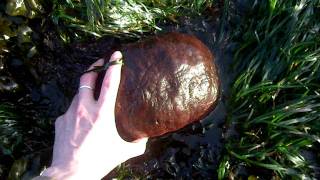 Gumboot Chiton Cryptochiton stelleri or Giant Pacific Chiton or Wandering Meatloaf [upl. by Lael]