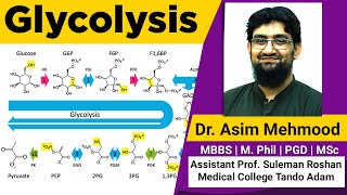 Glycolysis  Hindi  Urdu [upl. by Shandra]