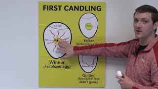 4H Embryology Day 7 Candling Classroom Presentation [upl. by Luaped]