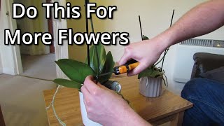 How to get your Phalaenopsis orchids to flower again [upl. by Muffin]