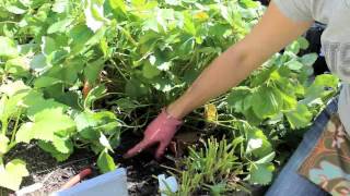 How to Renovate prune your Junebearing Strawberry Patch [upl. by Ximenez]