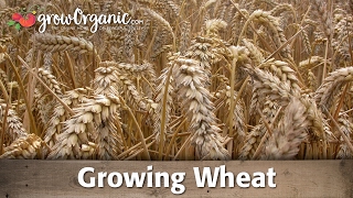 How to Grow Wheat Organically [upl. by Armilda397]