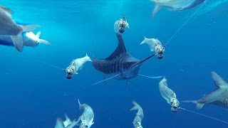 GoPro Awards Marlin Encounter [upl. by Ahsienom]