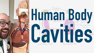 Human Body Cavities  And Torso Model Organ Tour [upl. by Hodgkinson]