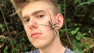 Giant Orb Spider on my Face [upl. by Saxe]