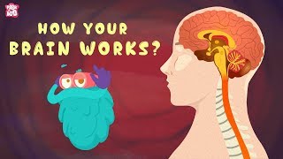 How Your Brain Works  The Dr Binocs Show  Best Learning Videos For Kids  Peekaboo Kidz [upl. by Koy989]