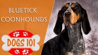 Dogs 101  Bluetick Coonhounds  Top Dog Facts About the Bluetick Coonhounds [upl. by Meggs513]