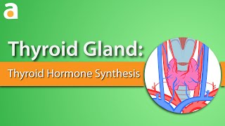 Thyroid Gland Thyroid Hormone Synthesis [upl. by Normie850]