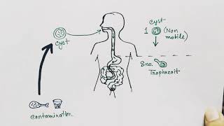 Entamoeba histolytica life cycle  hindi   Amoebic dysentry  parasitic protozoan [upl. by Acirtal]