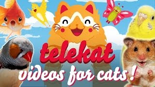 The Greatest Video For Cats Ever Told  Telekat ‥ [upl. by Ajaj]