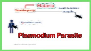 malaria parasite  Plsamodium Life cycle  Laboratory diagnosis  Morphology  full explained [upl. by Veljkov]