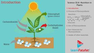 Process of Photosynthesis [upl. by Jilli]