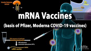 RNA Vaccines mRNA Vaccine  Basis of Pfizer and Moderna COVID19 vaccines Animation [upl. by Akila]