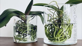 How To Grow Orchids In Full Water Culture And Semi Water Culture [upl. by Eetnom]