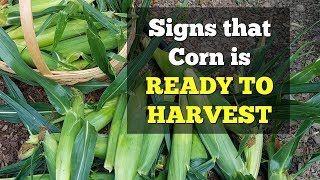 Signs that Corn is Ready to Harvest [upl. by Decato]