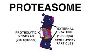 THE PROTEASOME UBIQUITINATION AND PROTEIN DESTRUCTION [upl. by Nnaira]