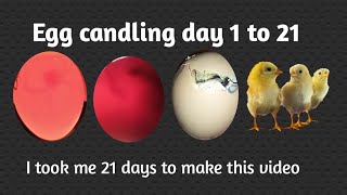 egg candling from day 1 to 21  aseel murga egg candling [upl. by Arbmik]