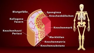 Knochen  Schulfilm Biologie [upl. by Kong]