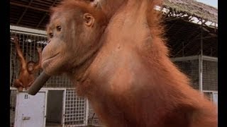 An Orangutan FINALLY Moves Home  Orangutan Diary  BBC Earth [upl. by Hen]