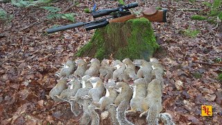 Pest Control with Air Rifles  Squirrel Shooting  The Log of Doom [upl. by Sande]