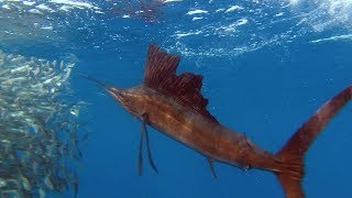 Sailfish Are Master Hunters  Planet Earth  BBC Earth [upl. by Maia676]