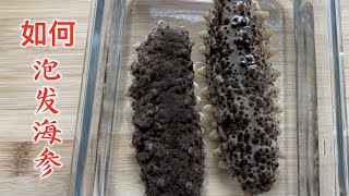 How to Soak Sea Cucumbers 如何泡发海参，泡发出胖乎乎的大海参 [upl. by Eellac]