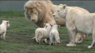 White Lion Cubs birth part 2  starting to eat [upl. by Eilagam736]