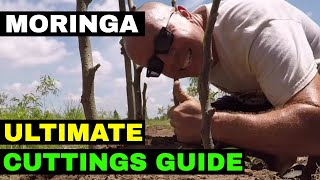 Growing MORINGA from Cuttings Complete Guide [upl. by Elconin]