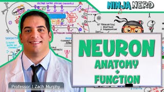 Neurology  Neuron Anatomy amp Function [upl. by Novello]