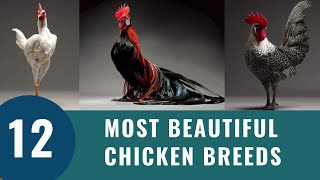 Top 12 Most Beautiful Chicken Breeds 2023 [upl. by Malvia968]