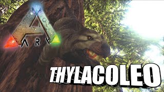 Taming A Thylacoleo  Ark Survival Evolved  The Island [upl. by Leira]