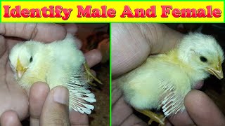 How to Identify Male and Female Chicks [upl. by Yelnik]