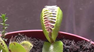 Venus atrapamoscas comiendo araña dionaea muscipula [upl. by Hays]