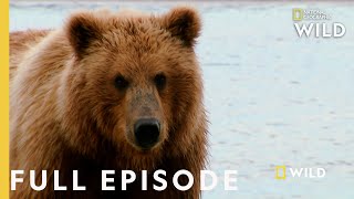 Grizzly Battleground Full Episode  Alaskas Grizzly Gauntlet [upl. by Ennaihs996]