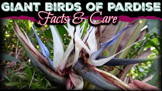 All About The Giant Birds Of Paradise  How to Care for Strelitzia Nicolai White Birds Of Paradise [upl. by Avilla866]