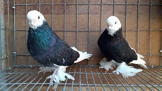 English Longfaced Tumbler Pigeon  Fancy Pigeon Breed  Fancy Pet [upl. by Ygiaf831]