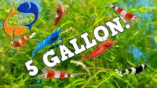 10 BEST FISH For 5 Gallon AQUARIUM [upl. by Annaiel]