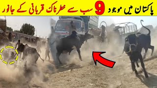 Pakistan Main 9 Sab Sy Khaternak Qurbani K Janwar  Eid 2023  NYKI [upl. by Obnukotalo600]