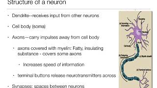 Introduction to Psychology 21  The Brain and Behavior  Nervous System and Neurons [upl. by Takashi762]