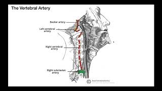 Cervical Chiropractic Adjustment [upl. by Rhett]