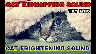 Scare The Cat  Scaredy Cat Song  Cat Frightening Sound [upl. by Dempster]