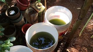 How to grow Green Water Algae [upl. by Lietman163]