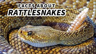 Rattlesnake Facts the Most MUSICAL Snakes 🎵 Animal Fact Files [upl. by Rhett]