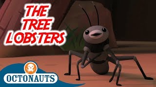 Octonauts  Tree Lobsters  Full Episode  Cartoons for Kids [upl. by Ramahs142]